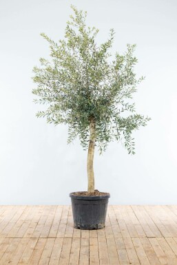 Oliven Olea europaea med stamme 150-175 potte 15-20