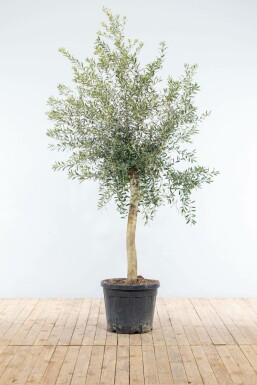 Oliven Olea europaea med stamme 150-175 potte 15-20 Olea europaea 150-175 cm