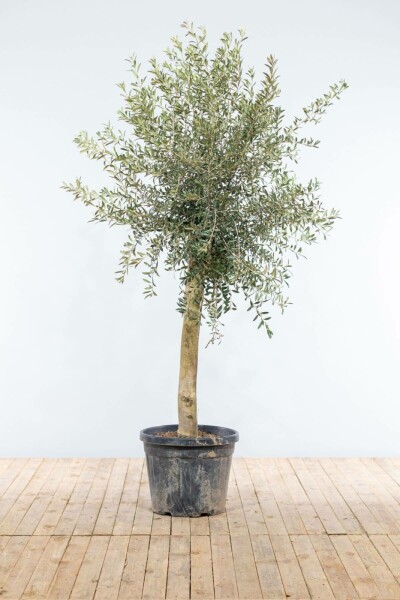 Oliven Olea europaea med stamme 150-175 potte 20-30 Olea europaea 150-175 cm