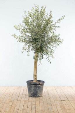 Oliven Olea europaea med stamme 150-175 potte 20-30