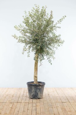 Oliven Olea europaea med stamme 150-175 potte 20-30 Olea europaea 150-175 cm