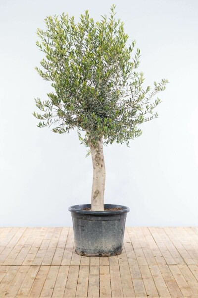 Oliven Olea europaea med stamme 175-200 potte 30-40 Olea europaea 175-200 cm