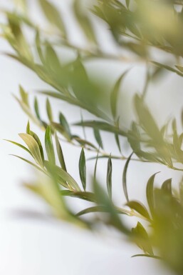 Oliven Olea europaea med stamme 175-200 potte 30-40 Olea europaea 175-200 cm