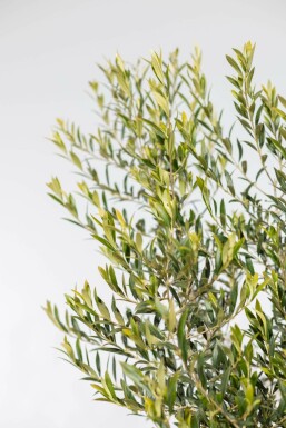 Olea europaea 175-200 cm