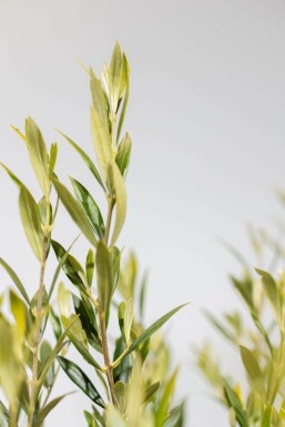 Olea europaea 175-200 cm