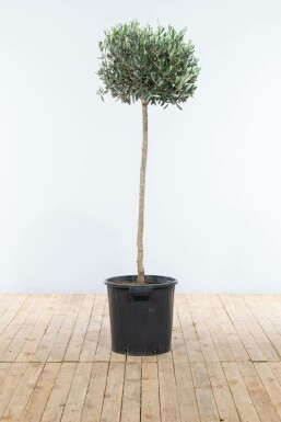 Oliven Olea europaea med stamme 125-150 potte 8-10 Olea europaea 125-150 cm