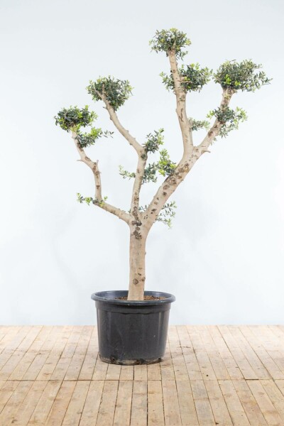 Olea europaea 175-200 cm
