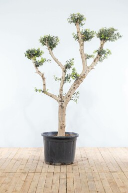 Oliven Olea europaea pom pom 175-200 potte 20-30 Olea europaea 175-200 cm
