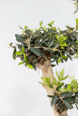 Oliven Olea europaea pom pom 175-200 potte 20-30