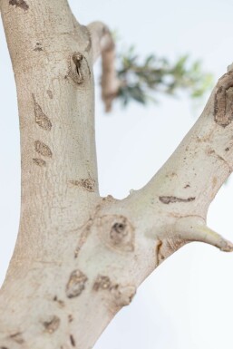 Olea europaea 175-200 cm