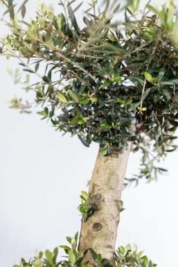 Oliven Olea europaea pom pom 175-200 potte 20-30