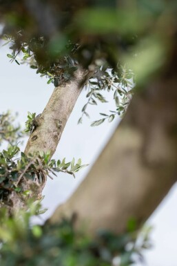 Olea europaea 175-200 cm