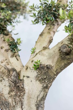 Olea europaea 175-200 cm