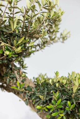 Olea europaea 175-200 cm