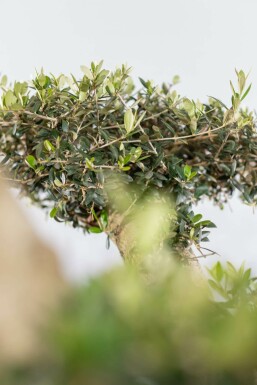 Olea europaea 175-200 cm