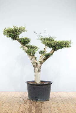 Oliven Olea europaea pom pom 175-200 potte 40-50 Olea europaea 175-200 cm