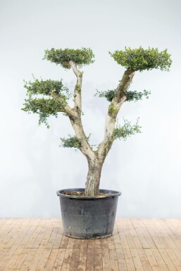 Olea europaea 200-225 cm
