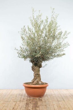 Oliven Olea europaea skål 150-175 potte 40-60
