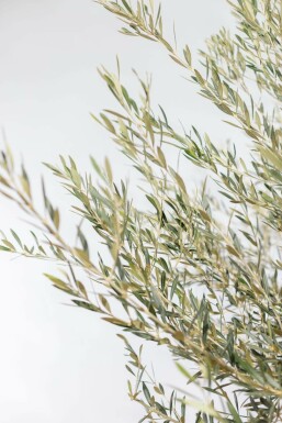 Oliven Olea europaea skål 150-175 potte 40-60