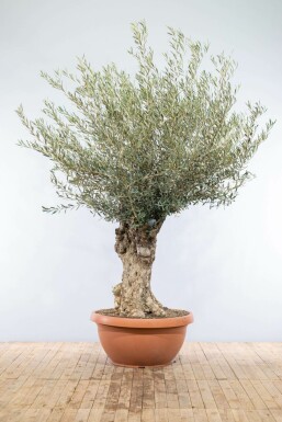 Olea europaea 175-200 cm