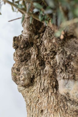 Olea europaea 175-200 cm