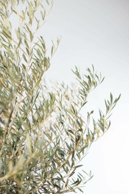 Oliven Olea europaea skål 175-200 potte 60-80