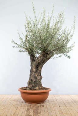 Olea europaea 200-225 cm