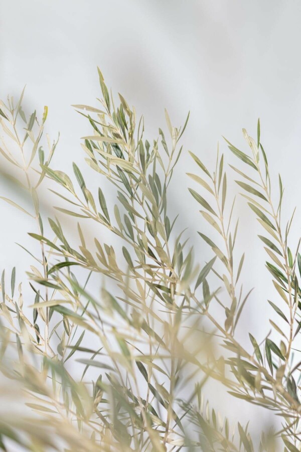 Oliven Olea europaea skål 200-225 potte 80-100 Olea europaea 200-225 cm