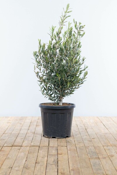 Olea europaea 100-125 cm