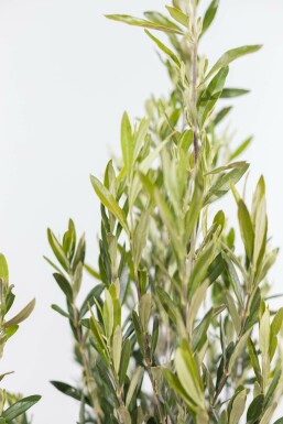 Oliven Olea europaea busk 125-150 potte