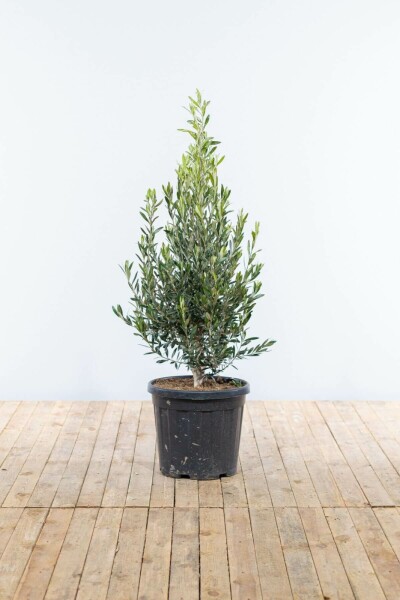 Olea europaea 175-200 cm
