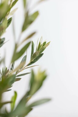 Oliven Olea europaea busk 175-200 potte Olea europaea 175-200 cm