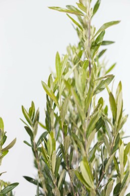 Olea europaea 175-200 cm