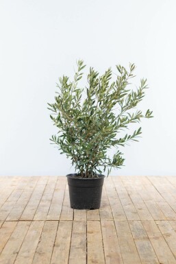Oliven Olea europaea busk 40-60 potte