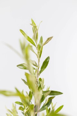 Oliven Olea europaea busk 60-80 potte Olea europaea 60-80 cm