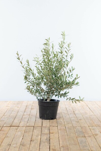 Olea europaea 80-100 cm