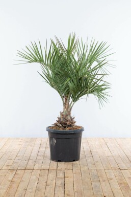 Gelepalme Butia capitata busk 100-125 potte