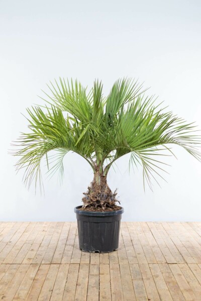 Butia capitata 150-175 cm
