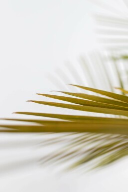 Butia capitata 150-175 cm