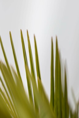Butia capitata 150-175 cm
