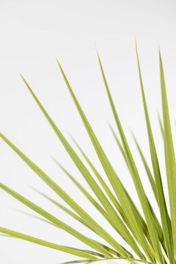 Butia capitata 150-175 cm