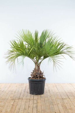 Butia capitata 175-200 cm