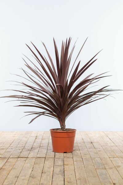 Stammekordyline Cordyline australis 'Red Star' busk 100-125 potte Cordyline australis 'Red Star' 100-125 cm