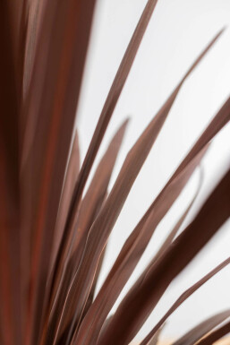 Cordyline australis 'Red Star' 100-125 cm
