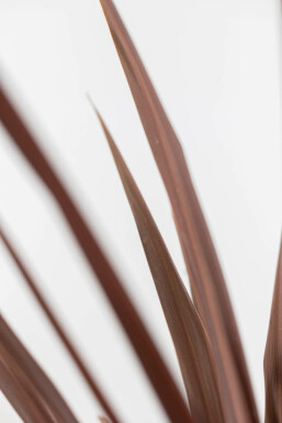 Cordyline australis 'Red Star' 100-125 cm