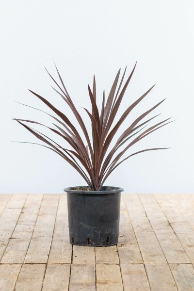 Stammekordyline Cordyline australis 'Red Star' busk 60-80 potte Cordyline australis 'Red Star' 60-80 cm