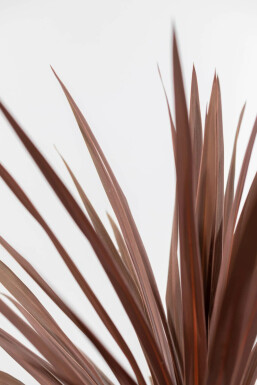 Cordyline australis 'Red Star' 60-80 cm