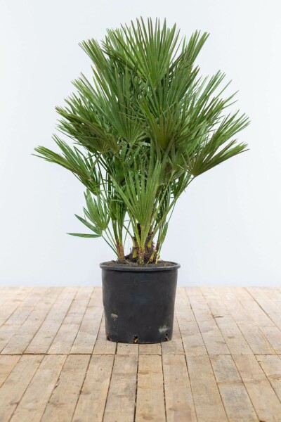 Europæisk dværgpalme Chamaerops humilis busk 100-125 potte Chamaerops humilis 100-125 cm