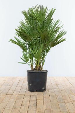 Europæisk dværgpalme Chamaerops humilis busk 100-125 potte Chamaerops humilis 100-125 cm
