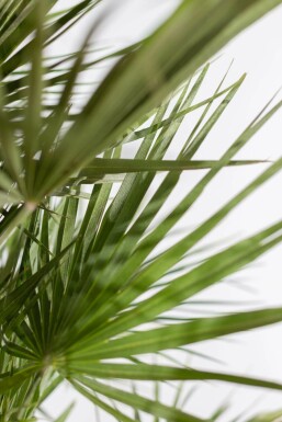 Europæisk dværgpalme Chamaerops humilis busk 100-125 potte Chamaerops humilis 100-125 cm